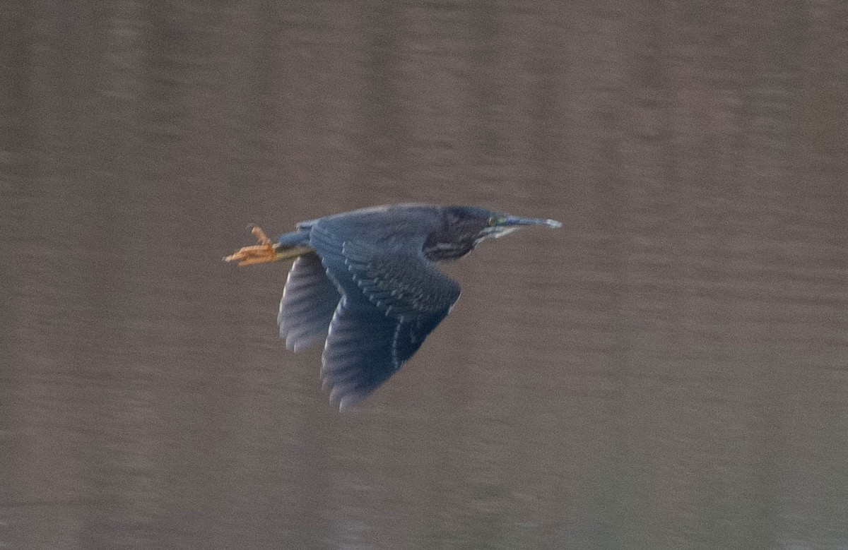 Green Heron - ML286564361
