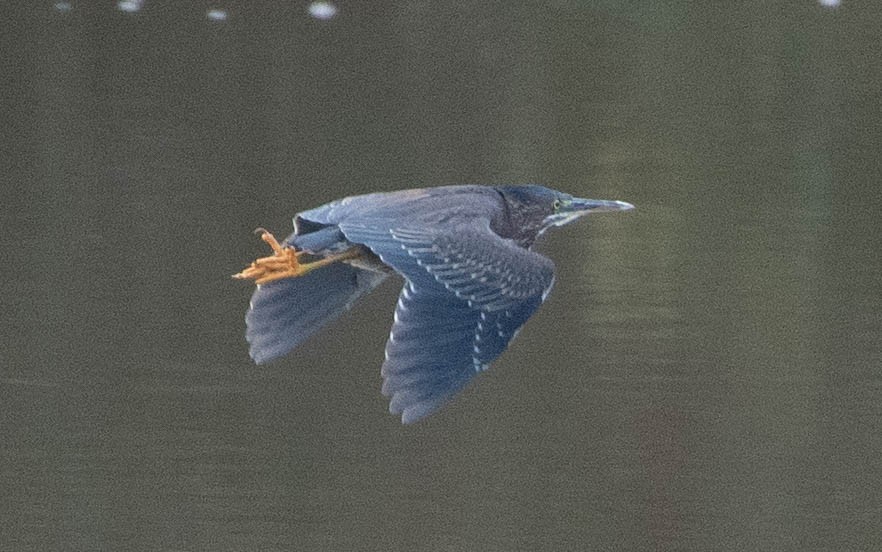 Green Heron - ML286564491