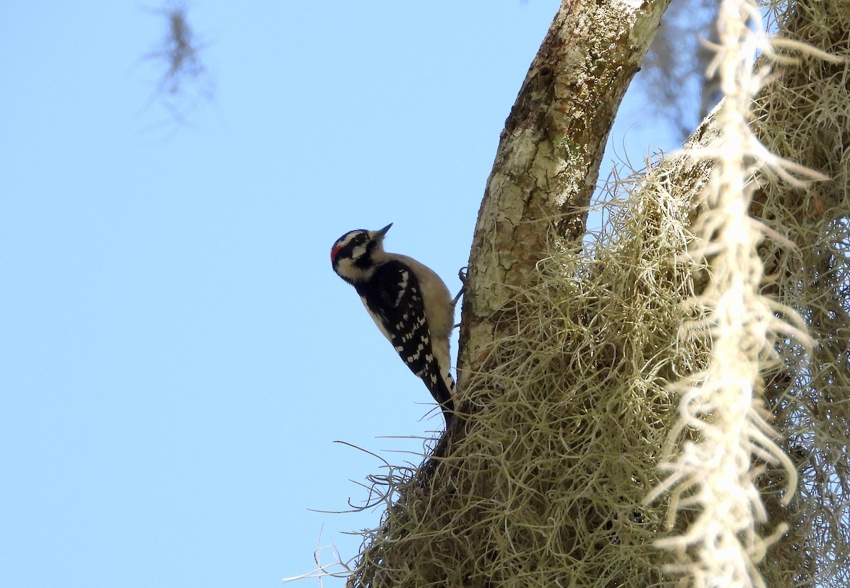 Downy Woodpecker - ML286564601