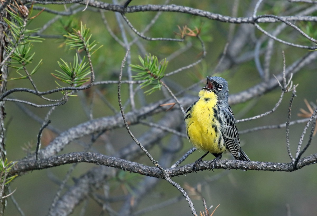 Kirtland's Warbler - Andrew Spencer