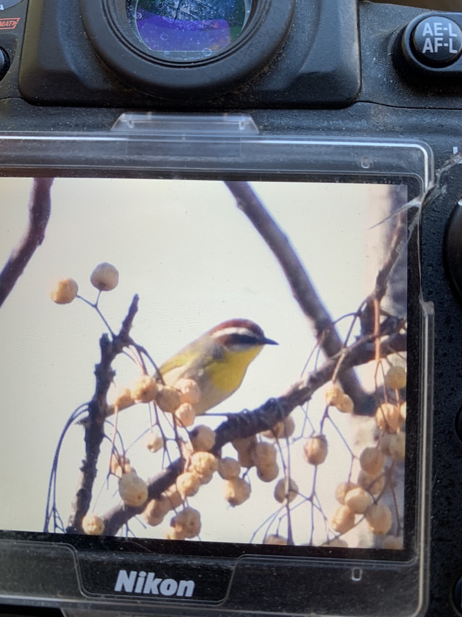 Rotkappen-Waldsänger - ML286569811