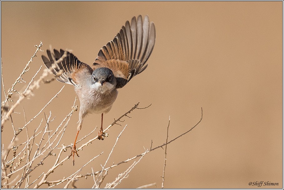 Spectacled Warbler - ML286571051