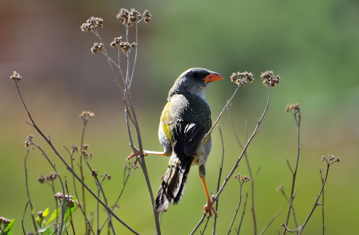 Great Pampa-Finch (Western) - ML286571781