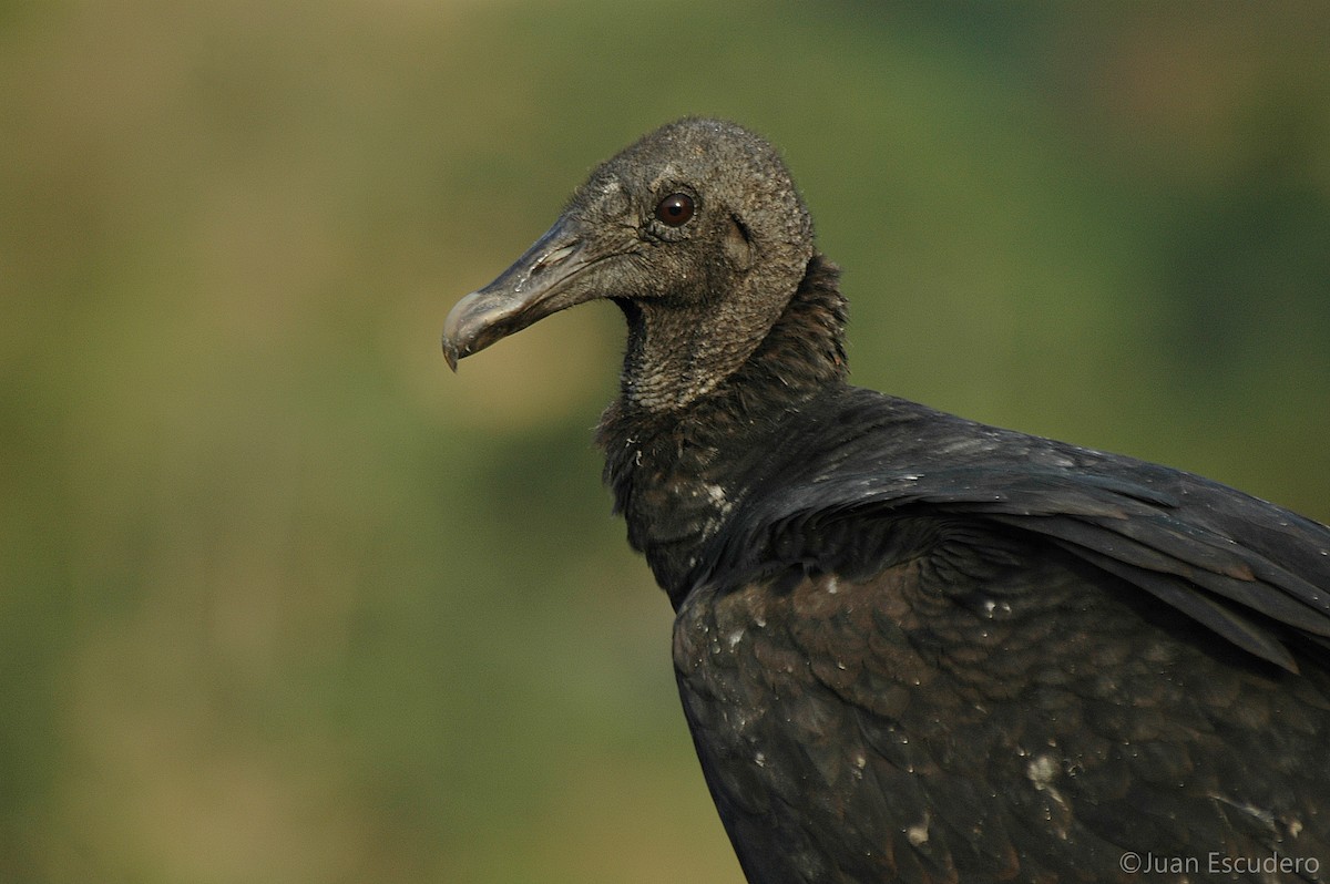 Black Vulture - ML286572171
