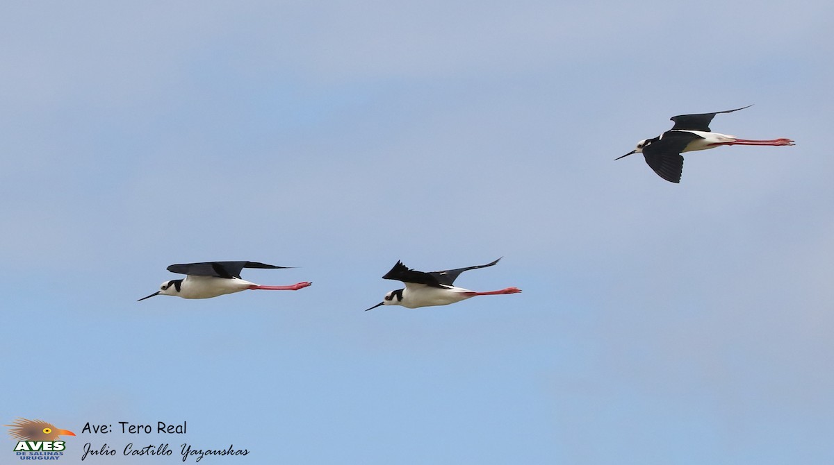 Black-necked Stilt - JULIO CESAR CASTILLO YAZAUSKAS