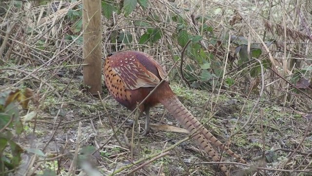 Ring-necked Pheasant - ML286574161