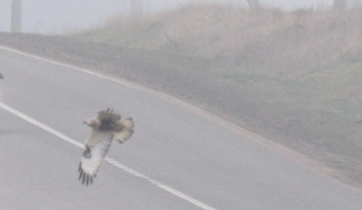 Rough-legged Hawk - Alexandru Turcan