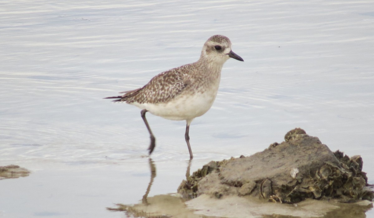 Black-bellied Plover - ML286575191