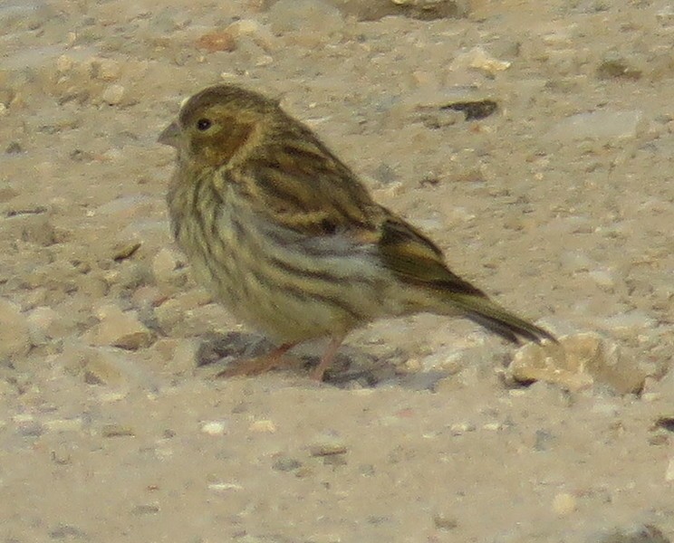 European Serin - ML286575201