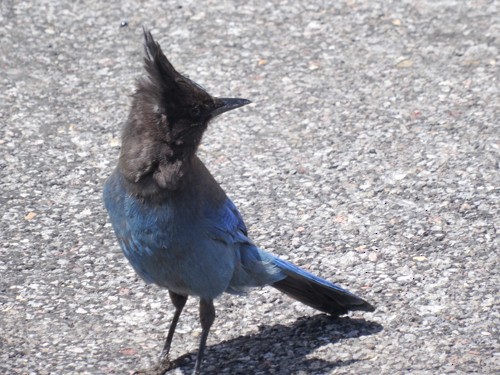 Steller's Jay - D Saxelby