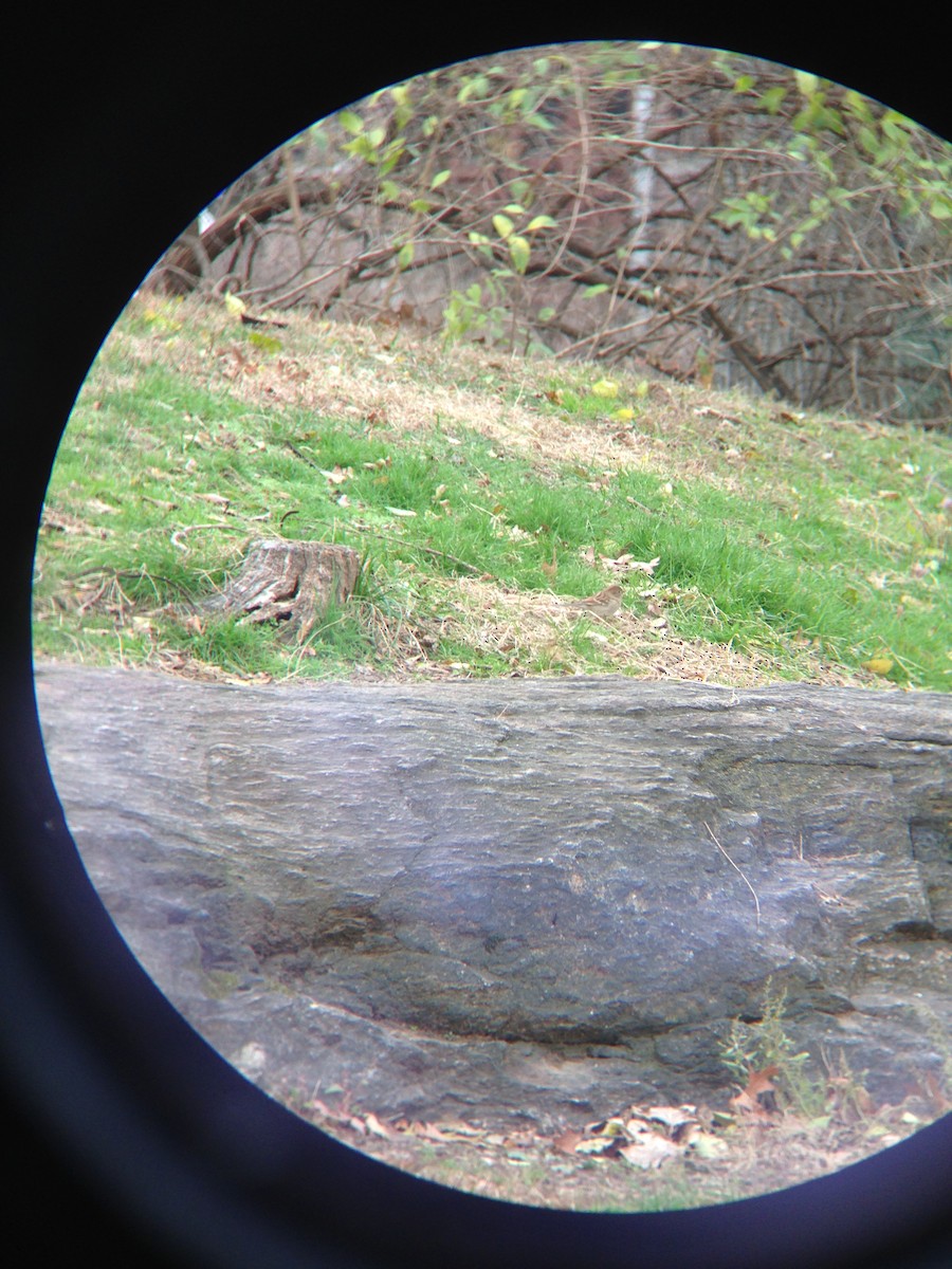 Field Sparrow - ML286575931