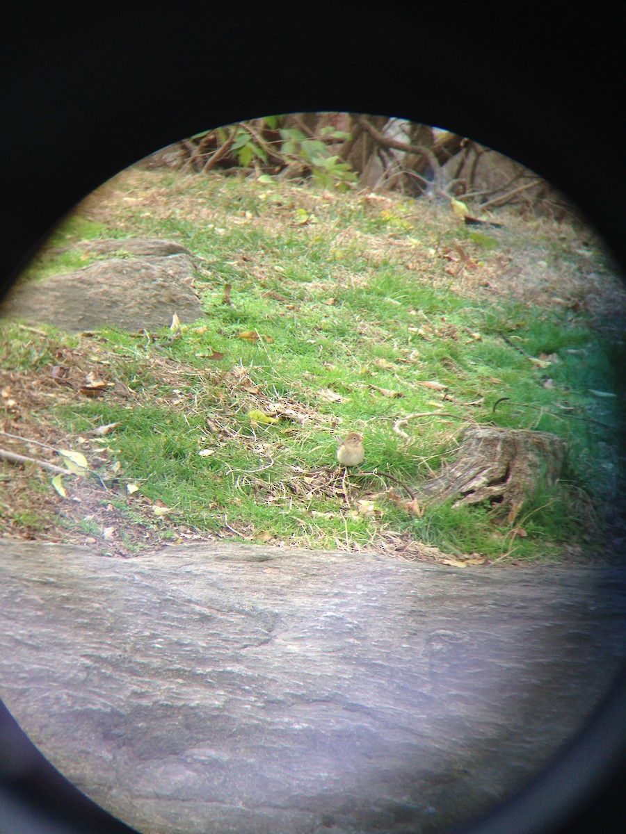 Field Sparrow - ML286576011