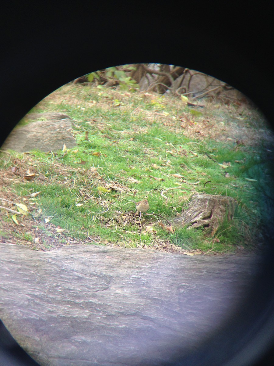 Field Sparrow - ML286576021