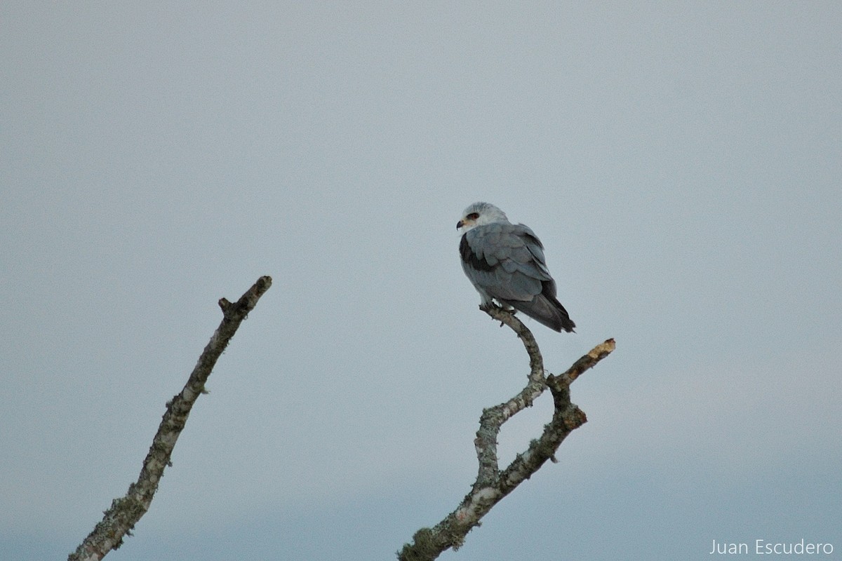 White-tailed Kite - ML286577121