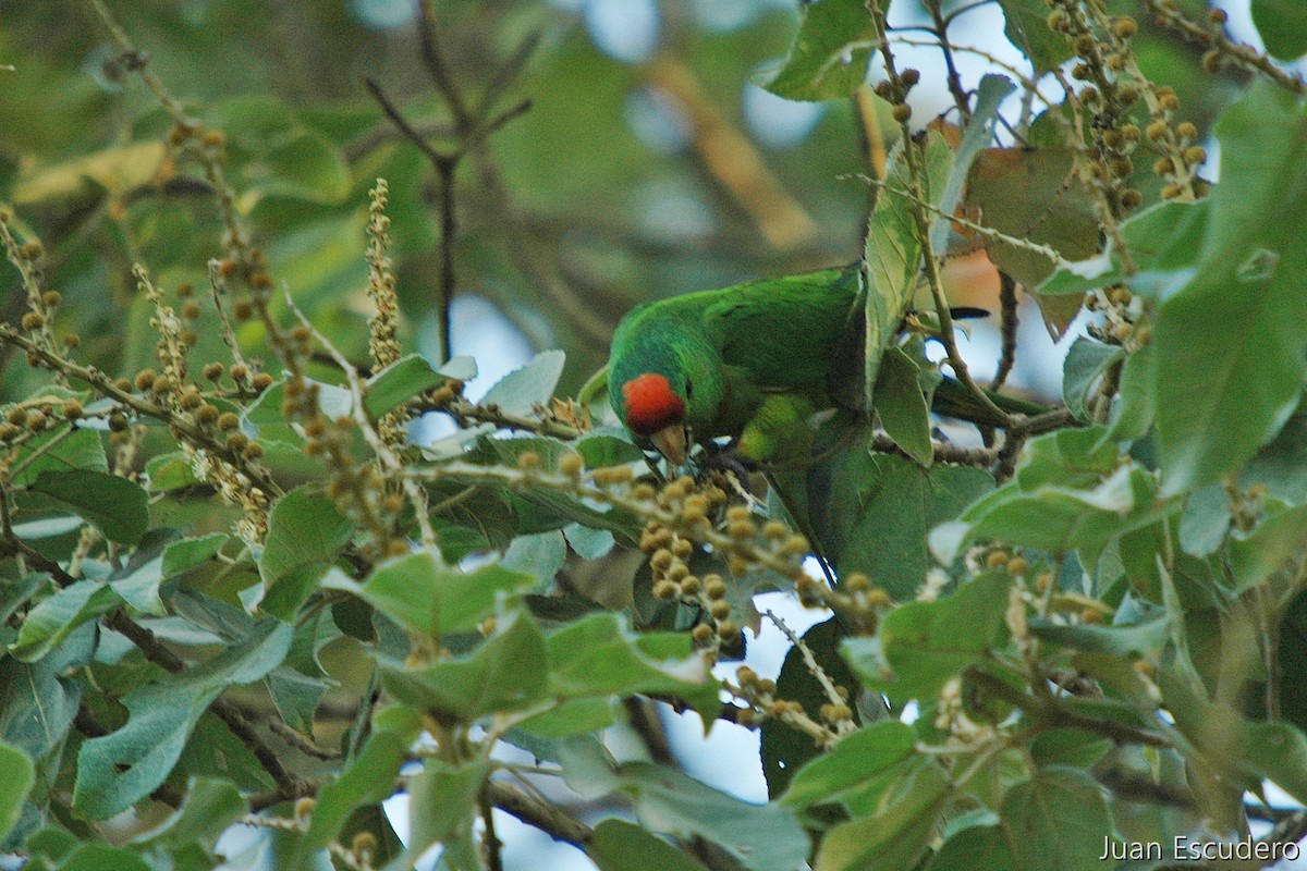 Scarlet-fronted Parakeet - ML286577451