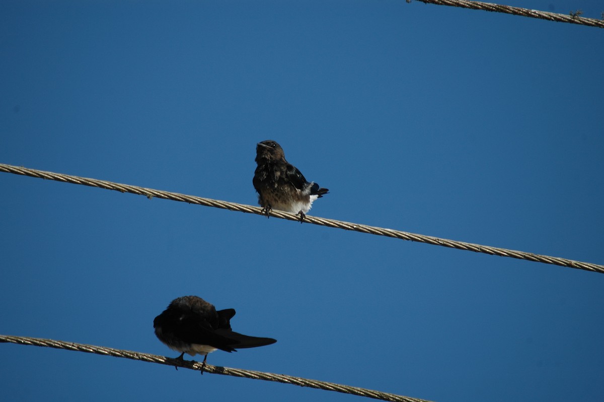 Gray-breasted Martin - ML286577531