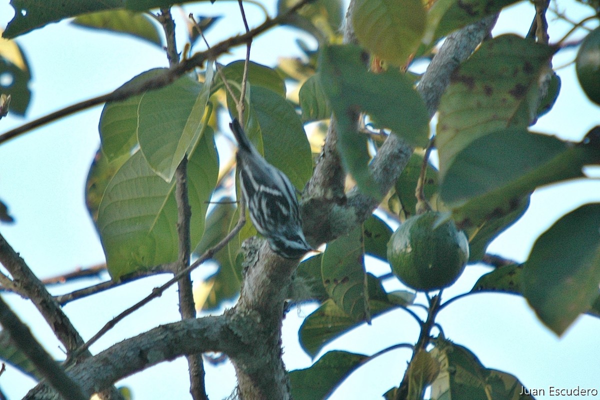 Black-and-white Warbler - ML286577811