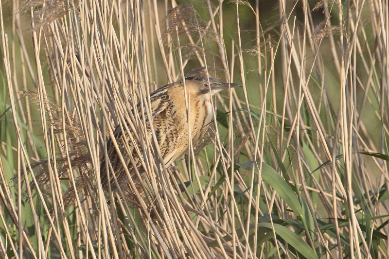 Great Bittern - ML28657821