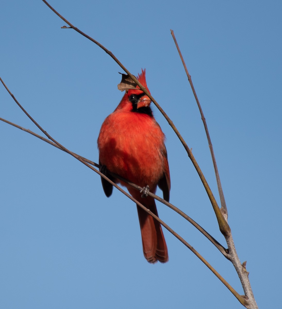 Northern Cardinal - ML286580241