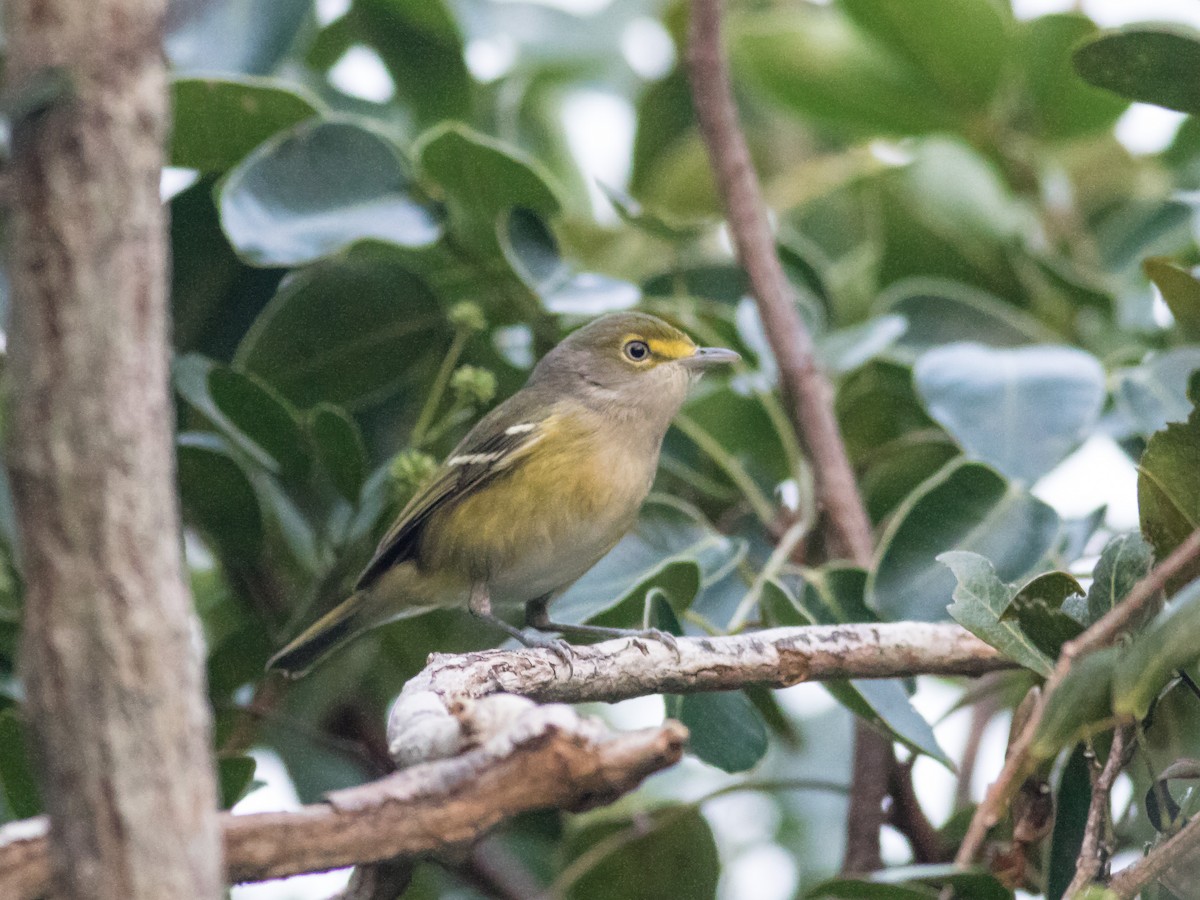 Ak Gözlü Vireo - ML286583381