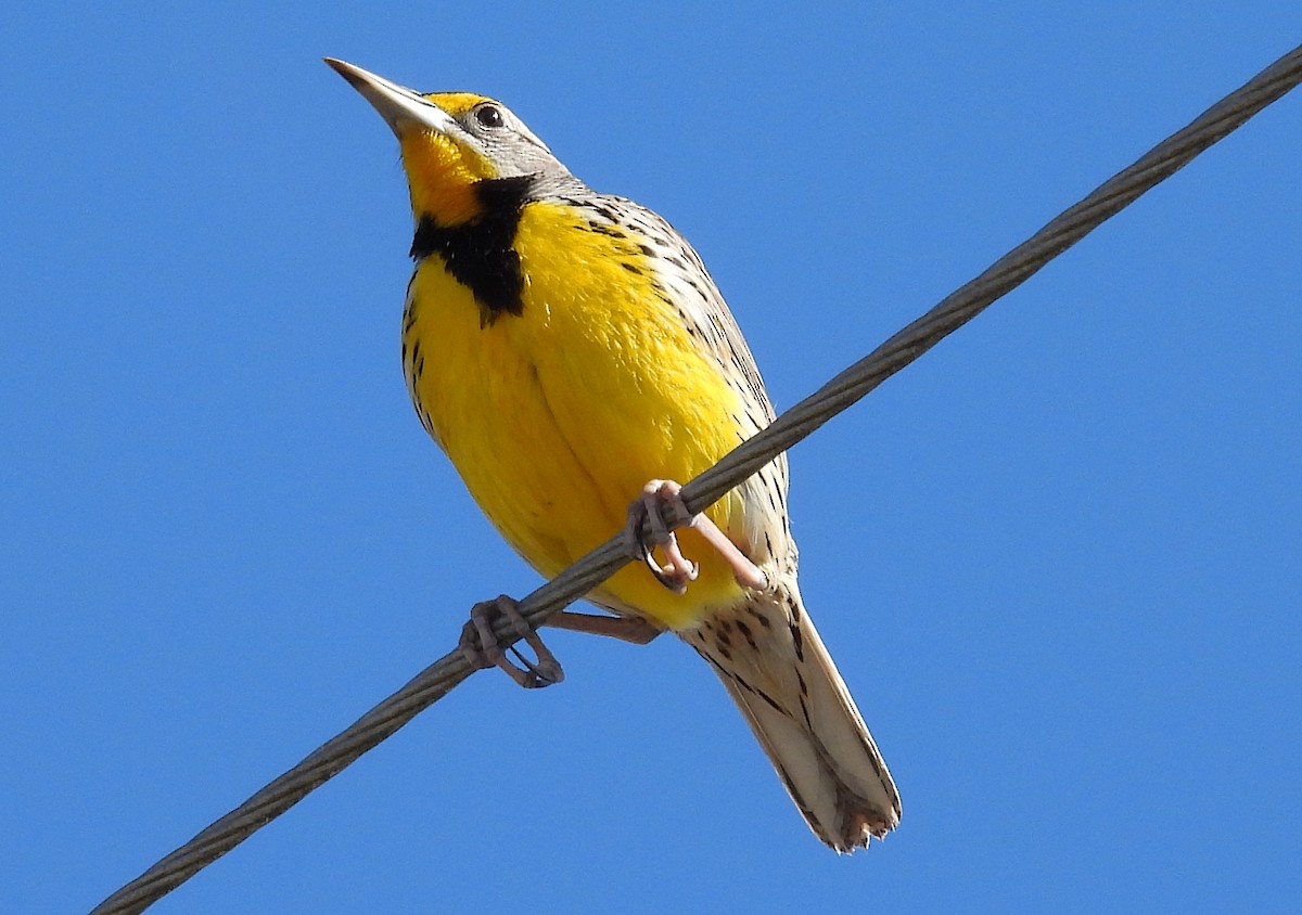 Eastern Meadowlark - ML286583391