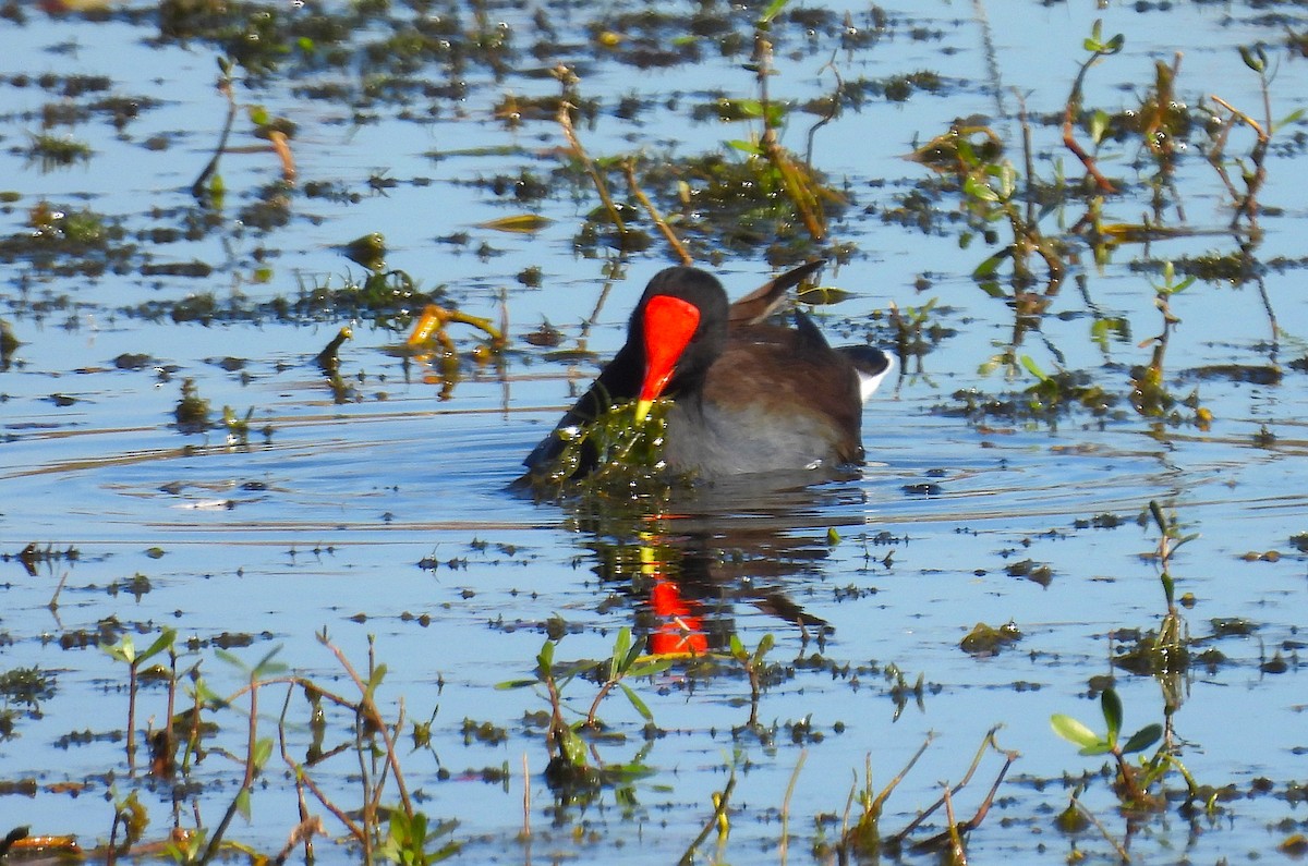 Common Gallinule - ML286583481