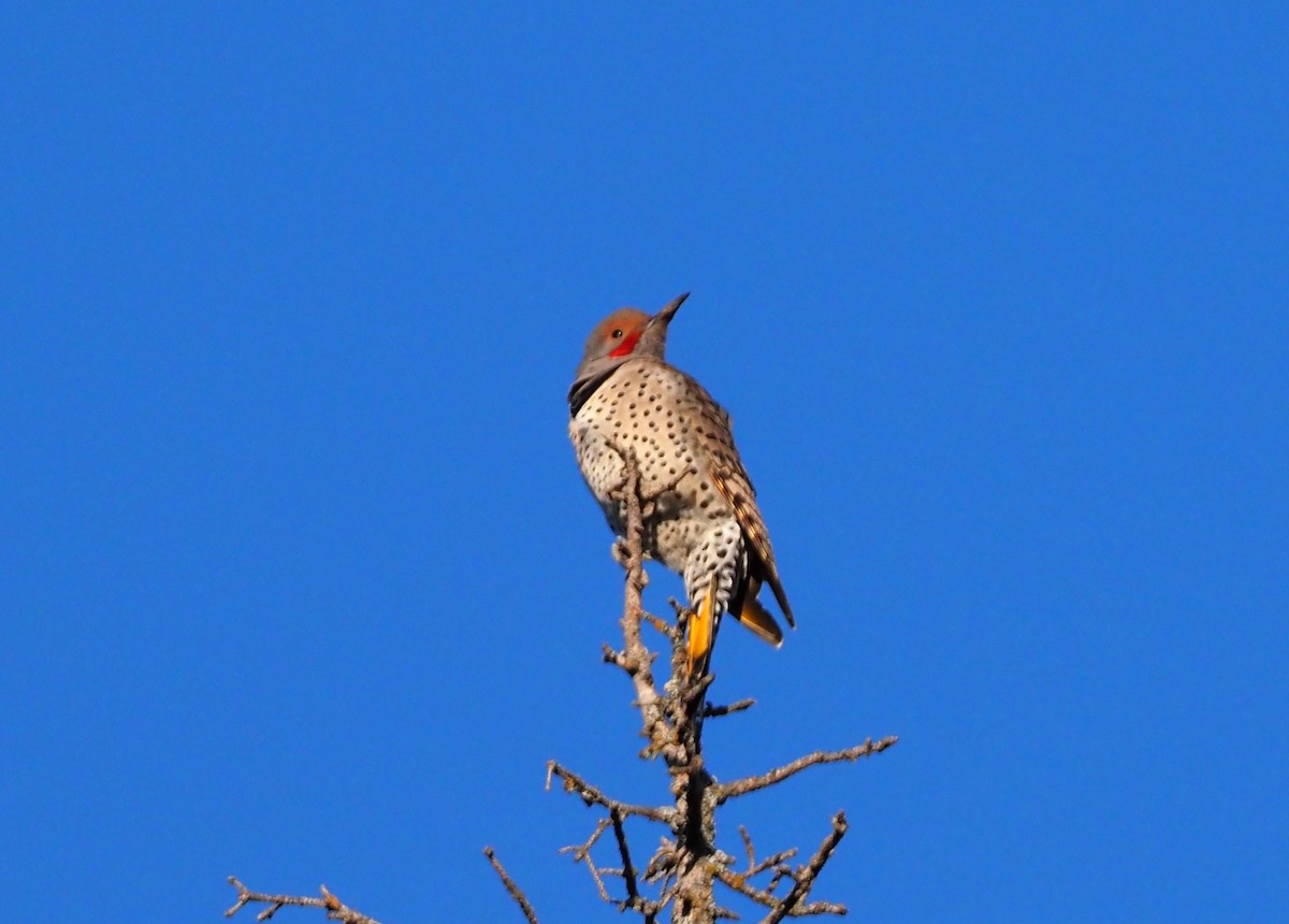 Carpintero Escapulario - ML286584911