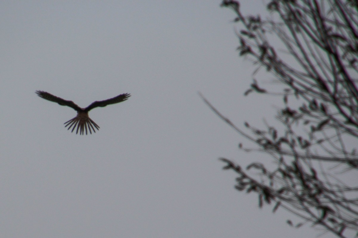 Eurasian Kestrel - ML286584921