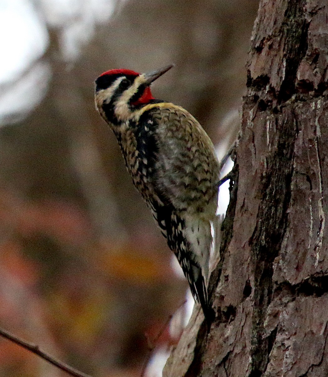 Yellow-bellied Sapsucker - ML286585211