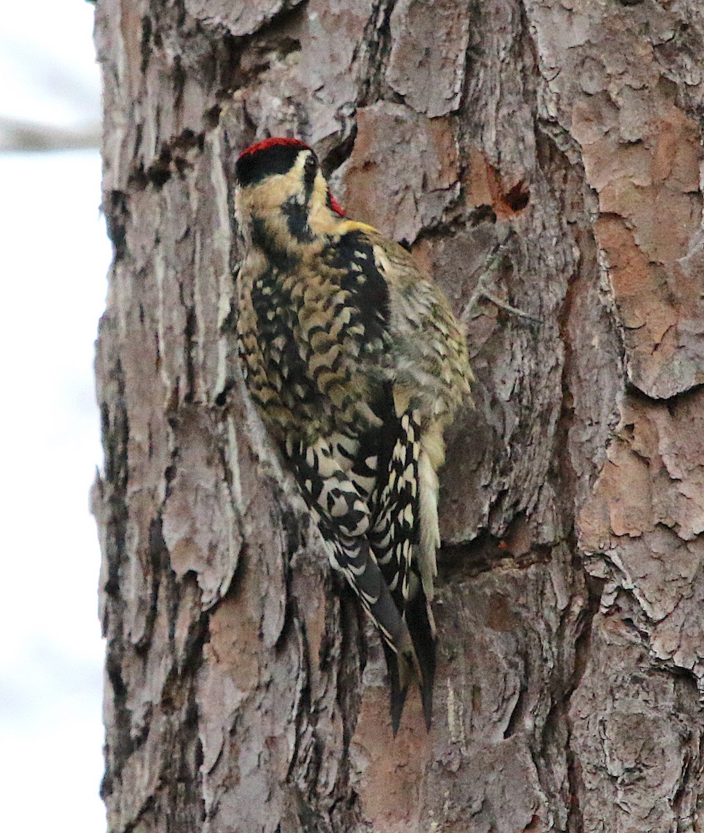 Yellow-bellied Sapsucker - ML286585261