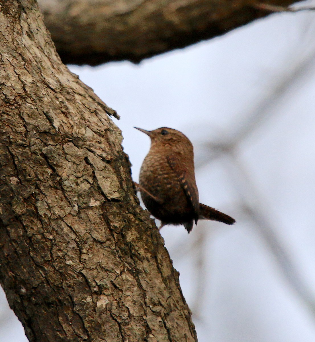 Winter Wren - ML286585521