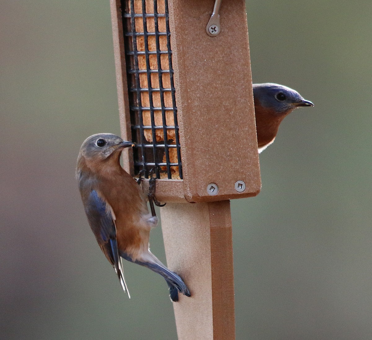 Eastern Bluebird - ML286586321