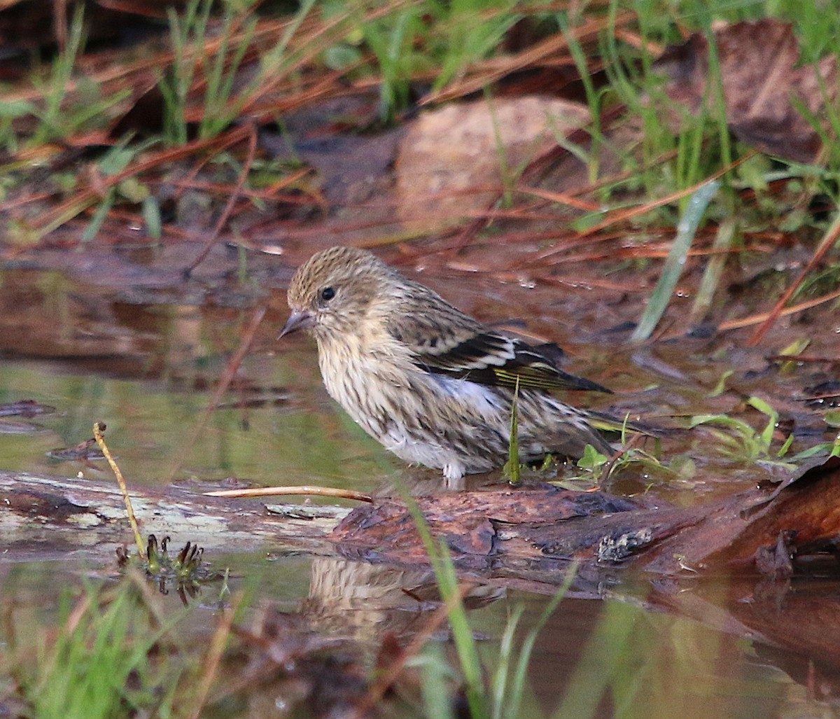 Pine Siskin - ML286586561