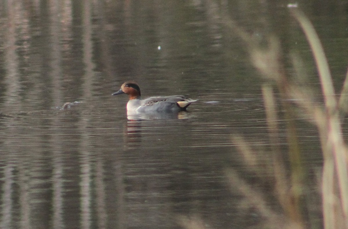 Green-winged Teal (American) - ML286588671