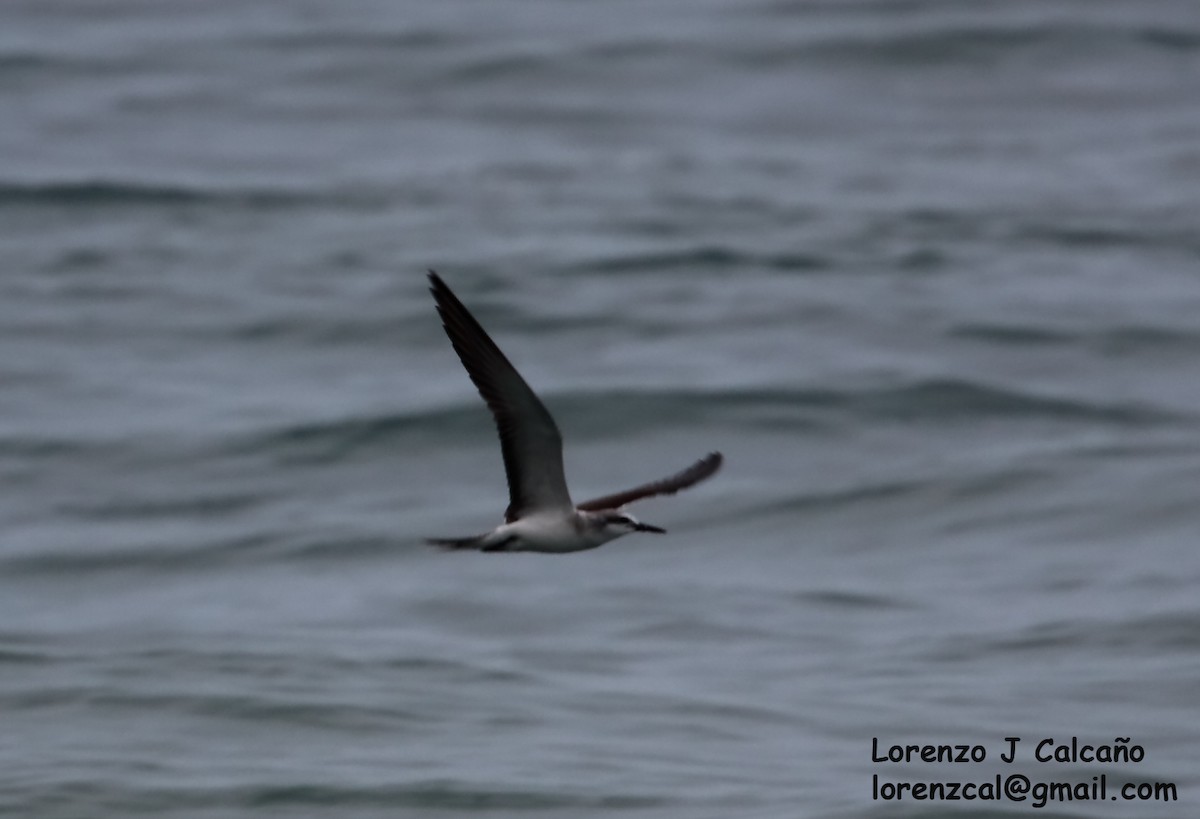 Bridled Tern - ML286589411