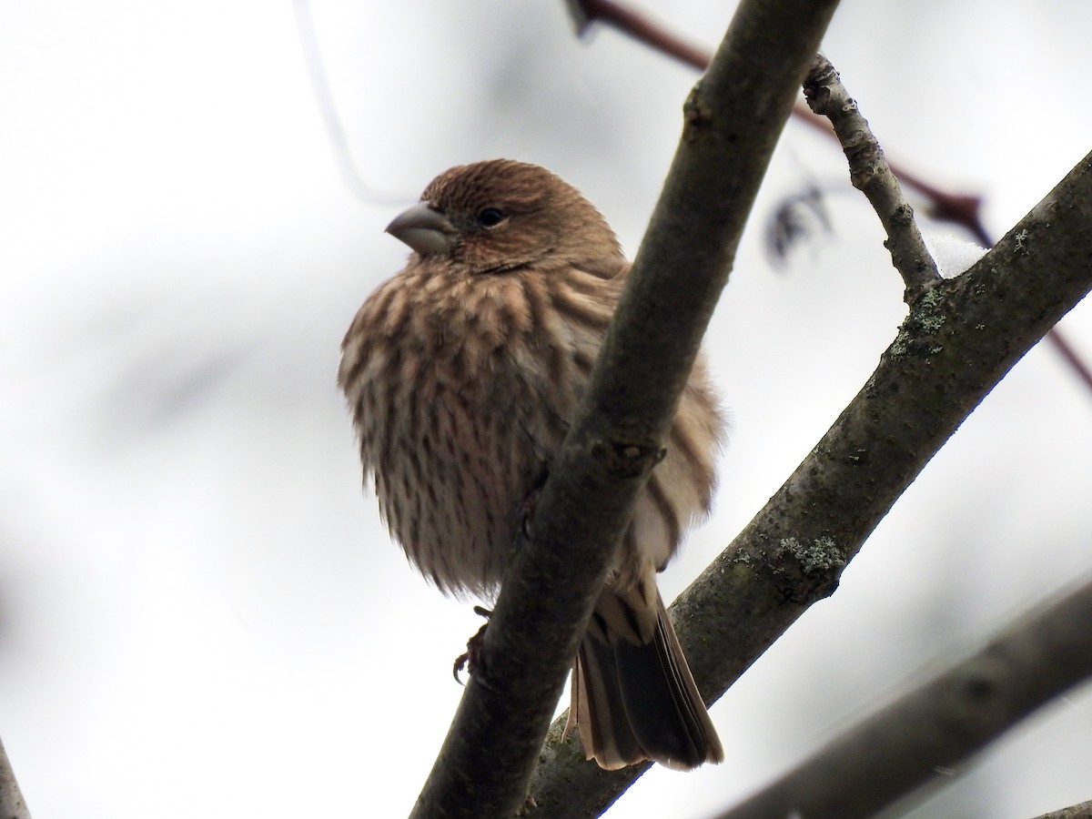House Finch - Laurie  Keefe