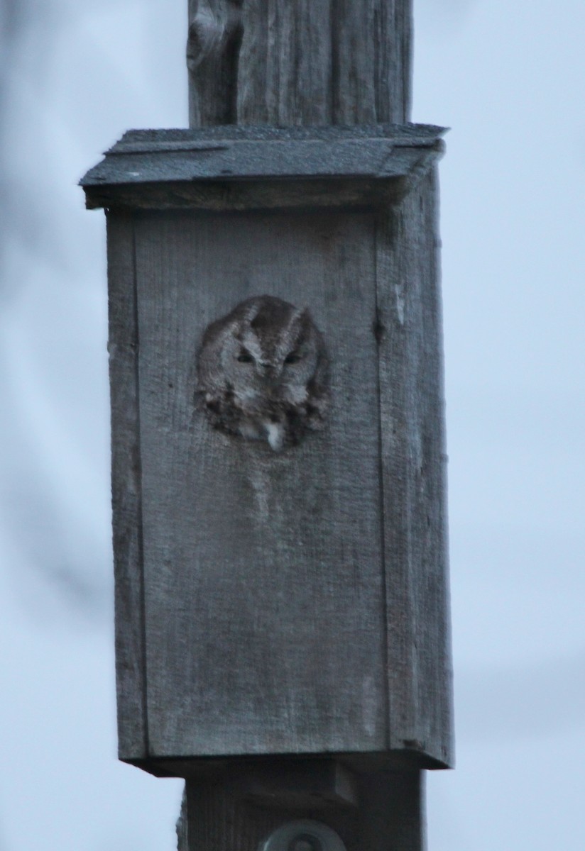 Eastern Screech-Owl - ML286593851