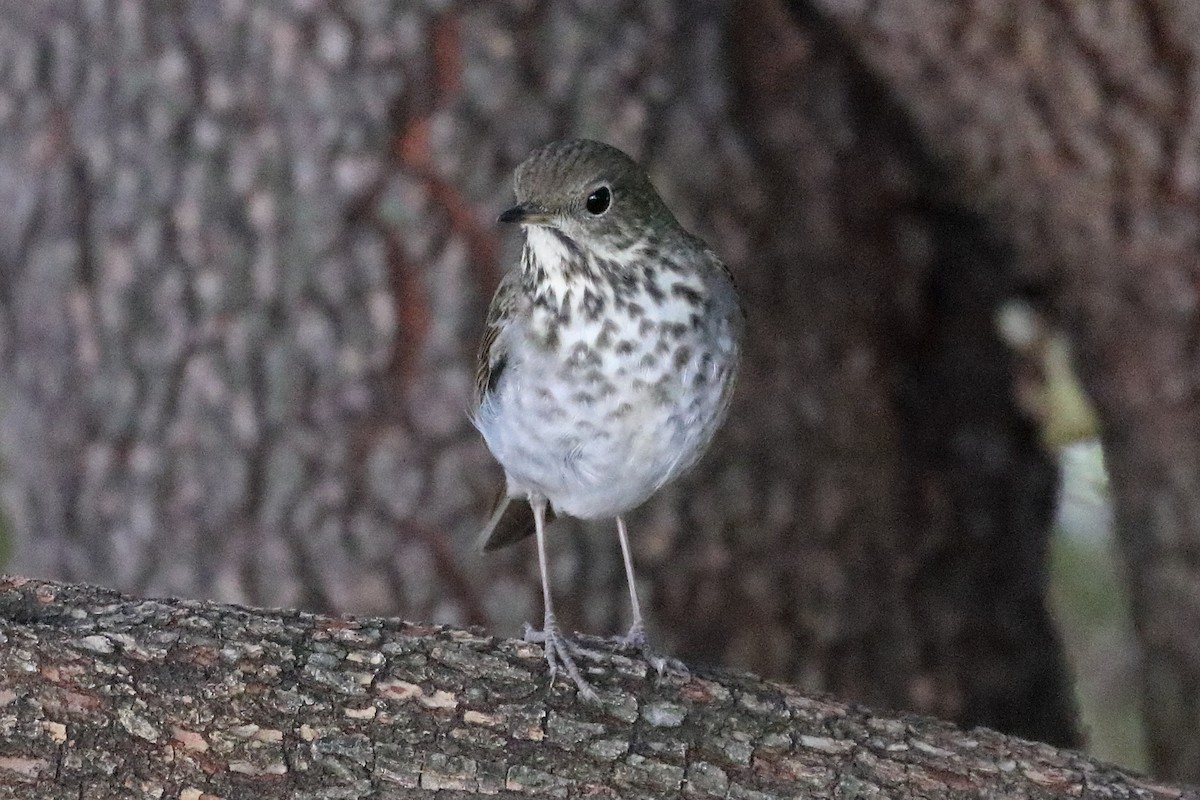 Hermit Thrush - ML286594641