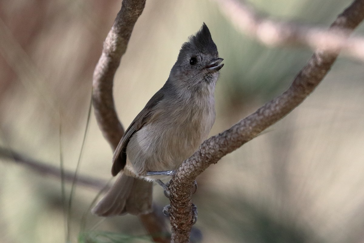 Oak Titmouse - ML286595051