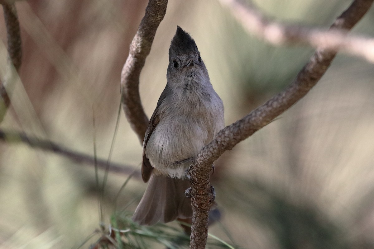 Oak Titmouse - ML286595351