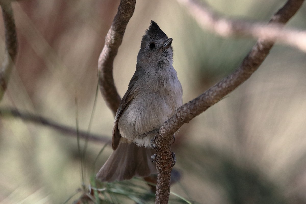 Oak Titmouse - ML286595611