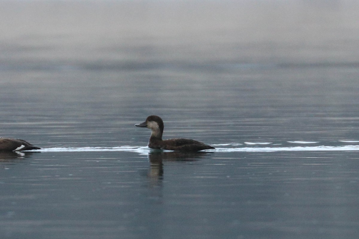 Black Scoter - ML286595691