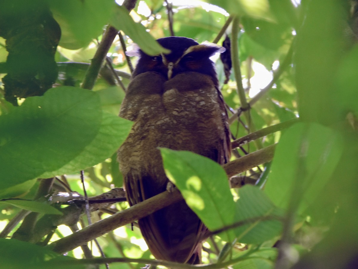 Crested Owl - Tom Duncan