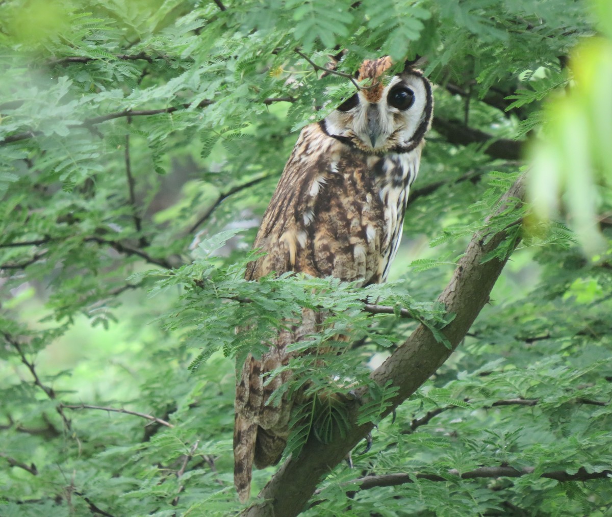 Striped Owl - ML286595961