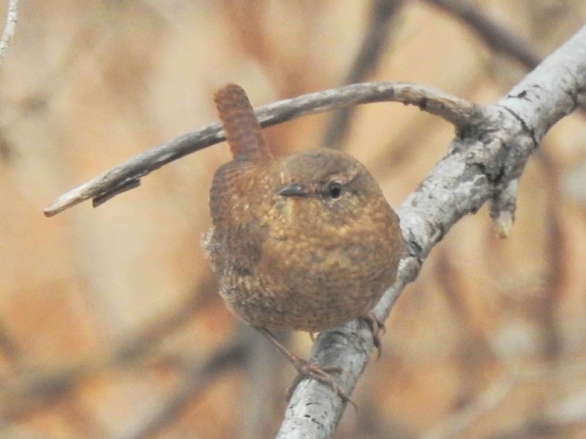 Troglodyte des forêts - ML286599601
