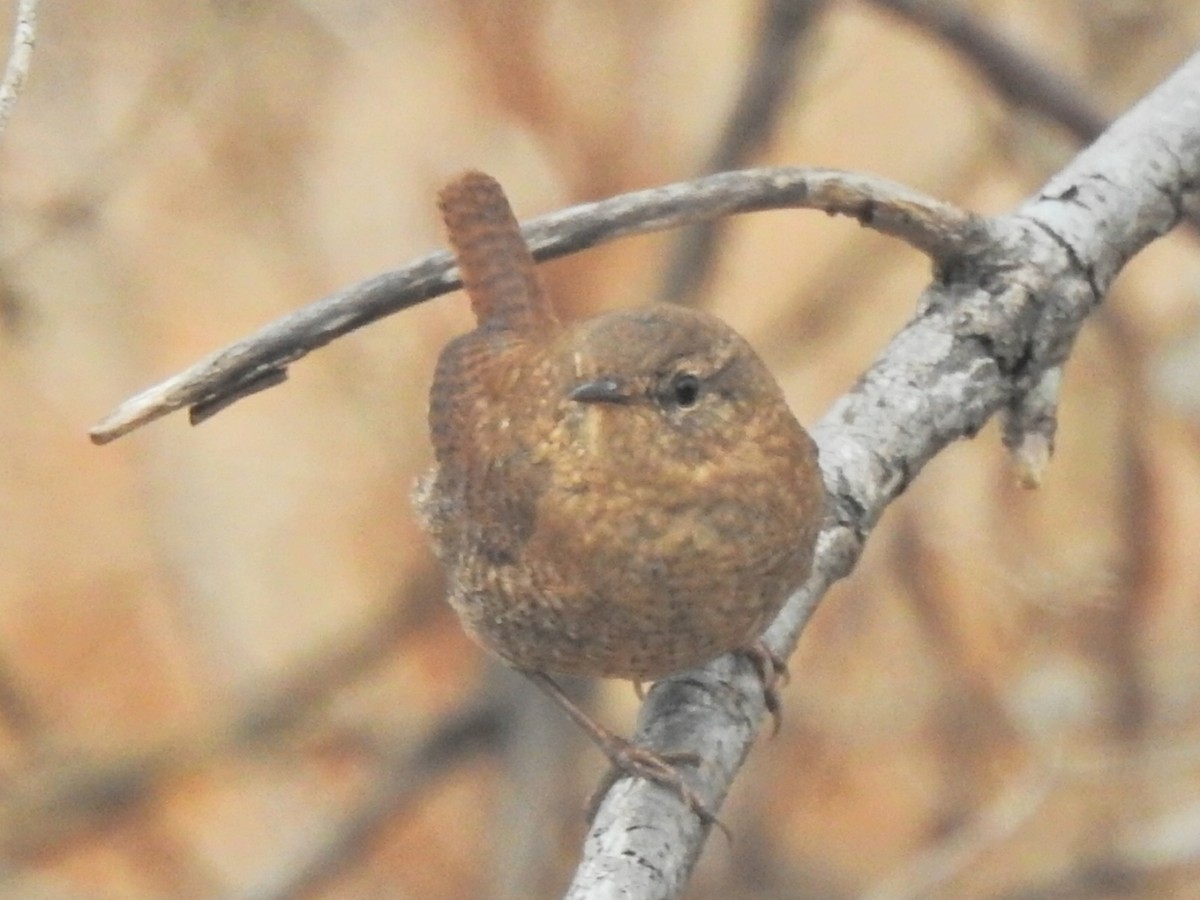 Winter Wren - ML286599601