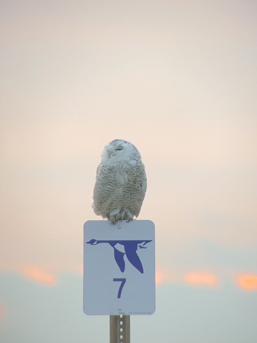 Snowy Owl - Patrick Taylor