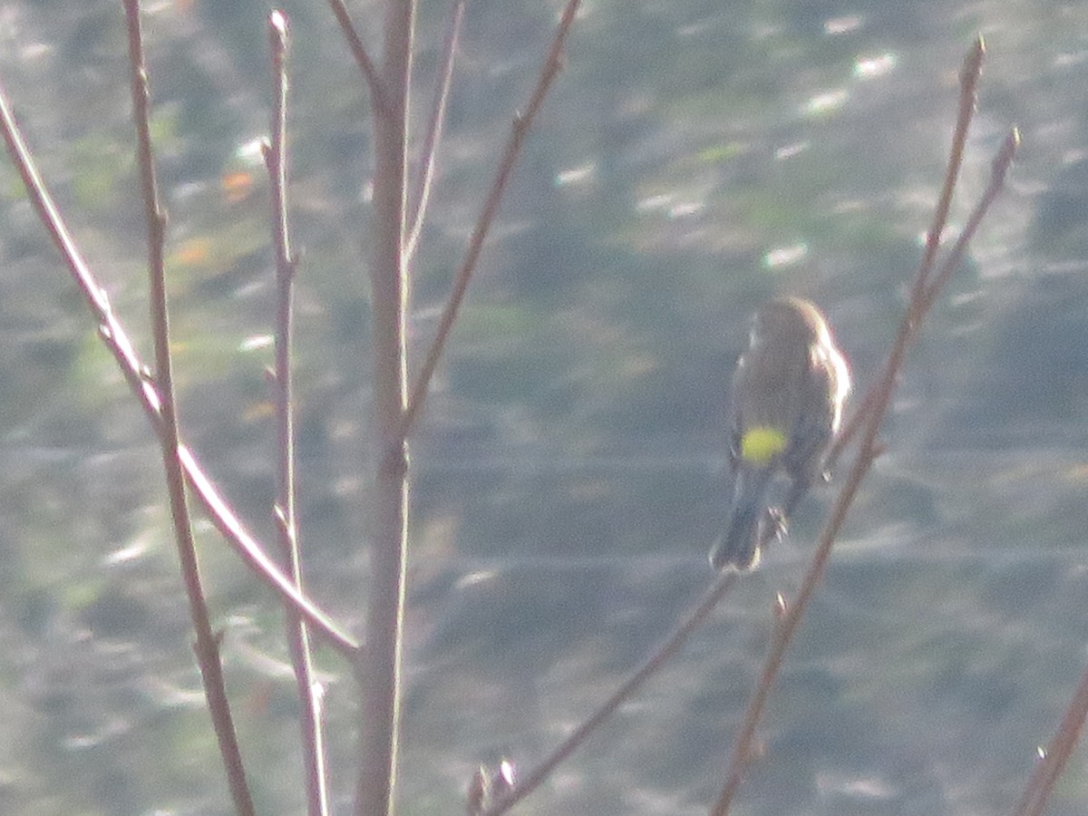 Yellow-rumped Warbler - ML286601751