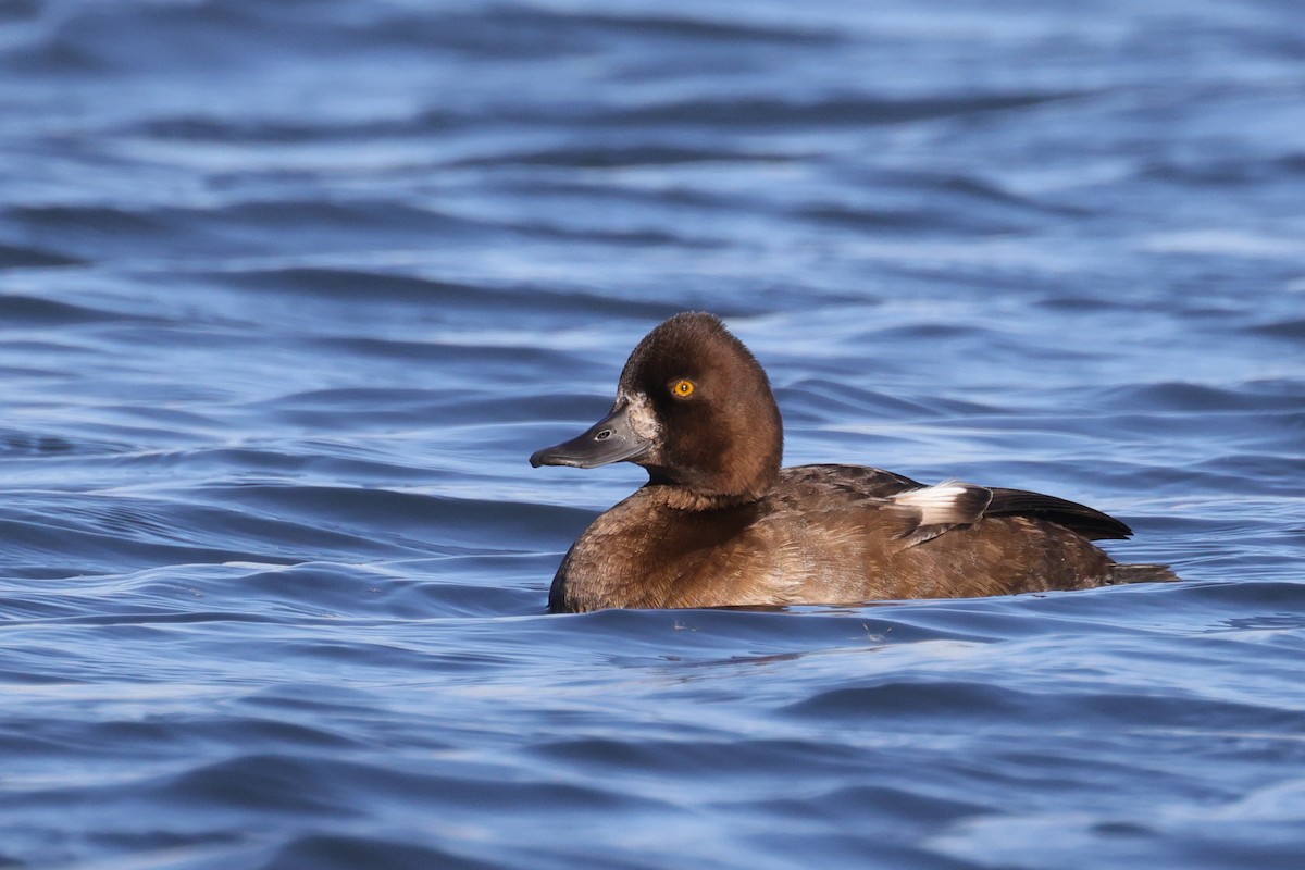Lesser Scaup - Tim Lenz
