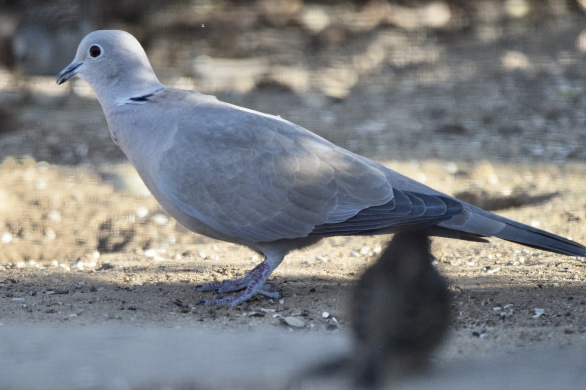 Eurasian Collared-Dove - ML286604171